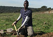 Youssouf trabajando en la plantación de frutales