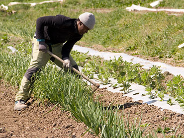 Huerta solidaria