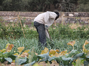 Cultivo ecológico e integración