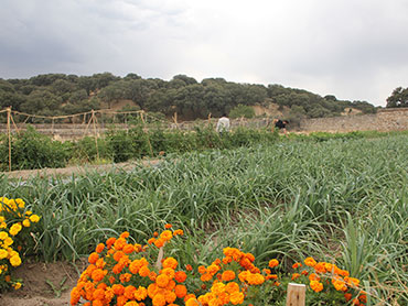 Una vista del huerto Hermana Tierra